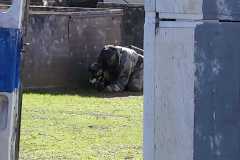 Grupos-Friendlyfire-Paintball-Sevilla-noviembre-2024-33